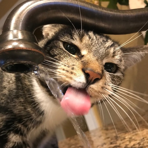 Meet your Posher, Fatscatmandoo - Picture 1 of 1